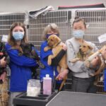 Home for Good Dog Rescue covid impact